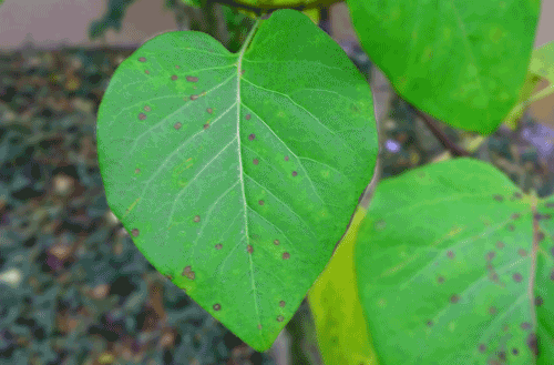 Norsk Burnout test Persometrics leaf shaped like heart.